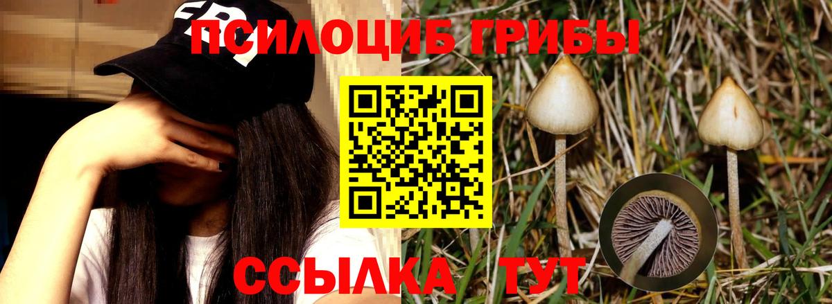 купить   Псилоцибиновые грибы Magic Shrooms  Вход с VPN  Киселёвск 